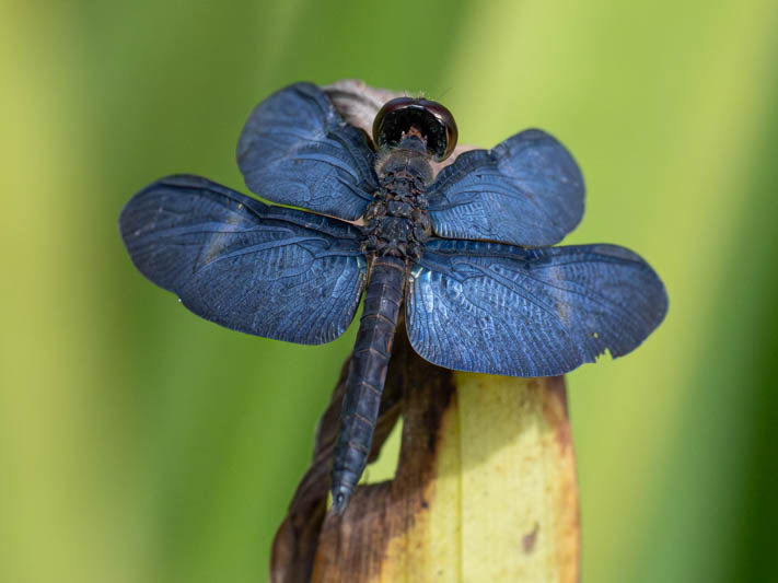 Zenithoptera fasciata (Amazon Sapphirewing)-5.jpg